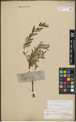 Foto von Salix repens subsp. incubacea (L.) A. Neumann